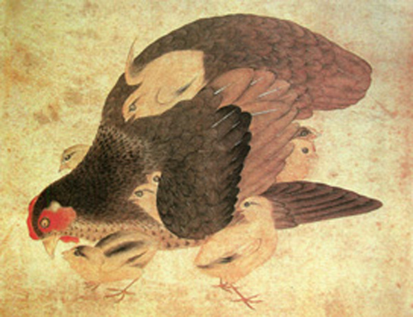 鸡为什么叫母鸡,鸡为什么叫家禽