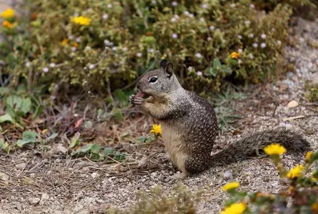 不好意思，中国人想要的春节已经在美国上线