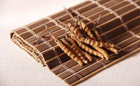 科普虫草形成过程视频,鲜虫草的科普视频