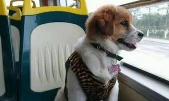 你是否有过携狗打车拒载的经历？