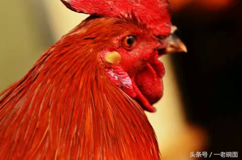 咸阳马团周：鸡眼看人