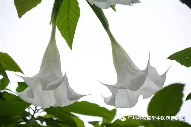 中药的中毒反应时间,吃中药中毒如何处理