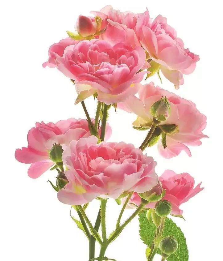 美得让人窒息的景色,美得让人窒息的紫藤花