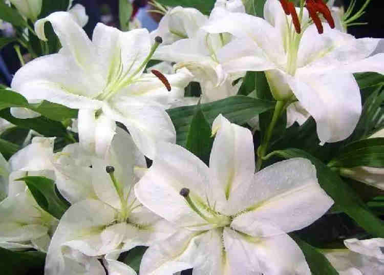 过年买什么鲜花摆家里好,春节家中摆满什么花寓意好