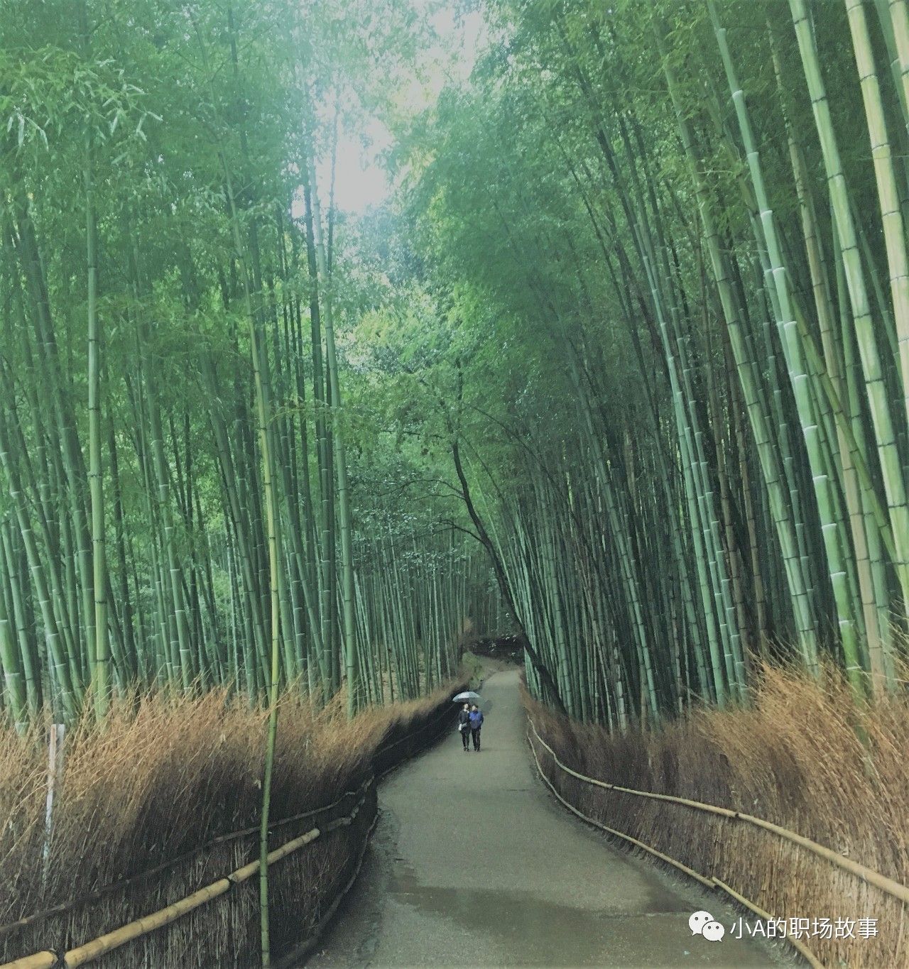 大阪京都五日游攻略大全,攻略318