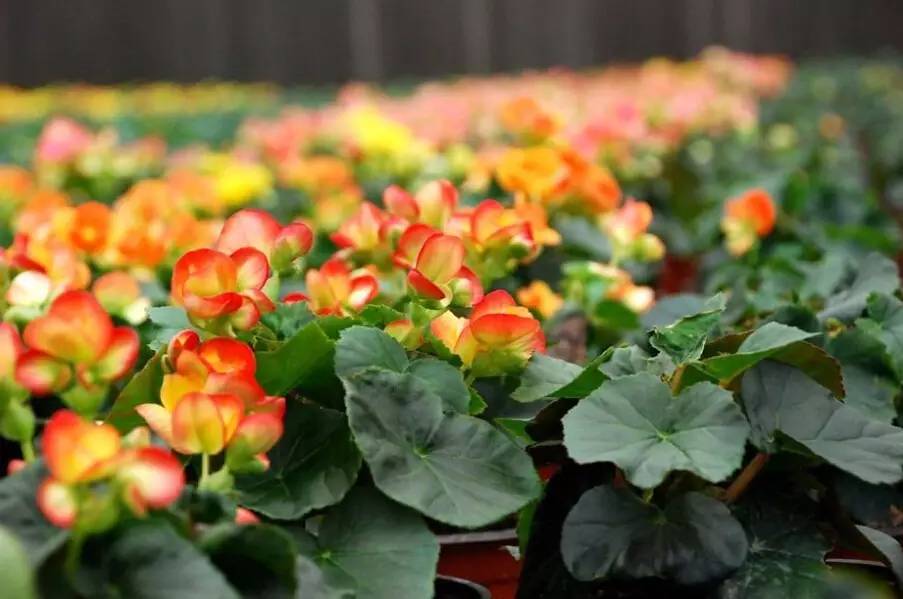 过年好看的年宵花,年宵花摆什么好看