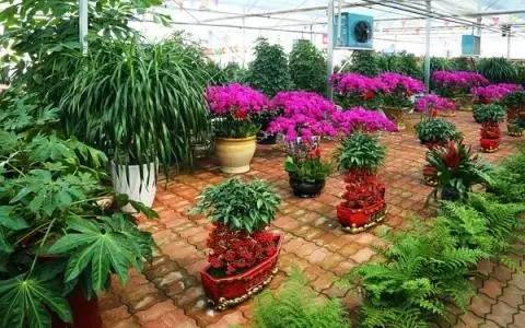 成都年货必备清单一览表,成都年货采购攻略