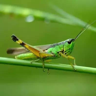 杀虫剂是可以解决虫害的第一选择,杀虫剂有哪些防治方法和使用方法