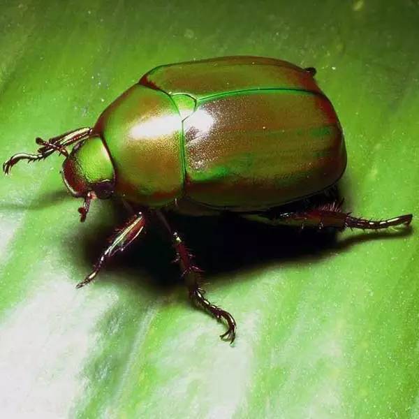 杀虫剂是可以解决虫害的第一选择,杀虫剂有哪些防治方法和使用方法