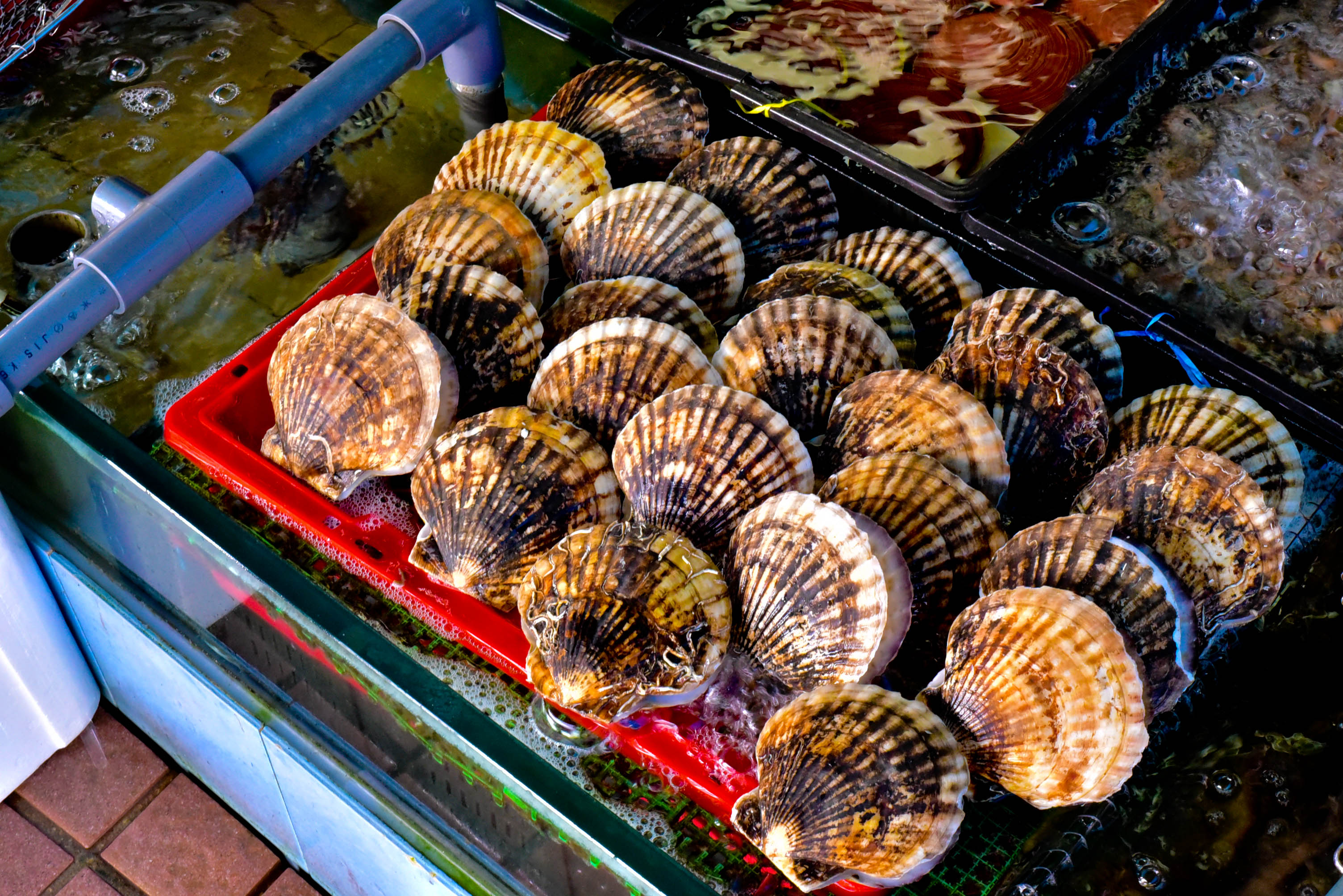 兔子游云南,兔子游老君山视频