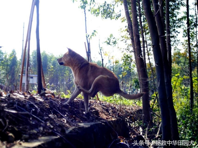 广西桂平川东猎犬,广西土猎犬猎野猪视频