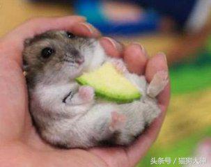仓鼠幼鼠如何快速上手,仓鼠幼鼠怎么训练上手