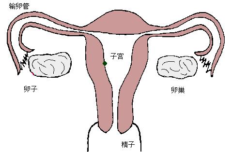 mm怀孕,女人在游泳池意外怀孕是怎么回事