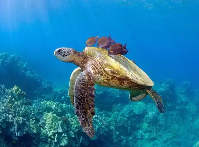 不好意思，中国人想要的春节已经在美国上线