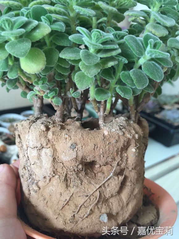 花盆土太硬怎么办,花盆小了土太硬怎么移植