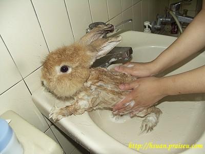 兔子洗澡后死了,兔子洗澡后奄奄一息还能救活吗