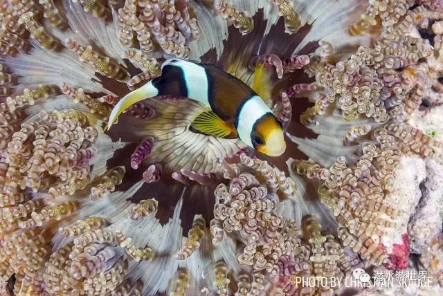 变性、伪装、雌雄同体--谁是微距世界的奇葩?