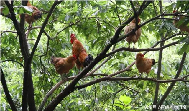 土鸡养殖行业现状怎么样,土鸡养殖风险大吗知乎