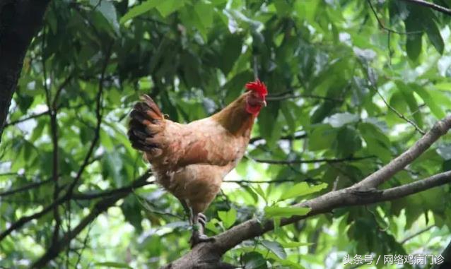 土鸡养殖行业现状怎么样,土鸡养殖风险大吗知乎