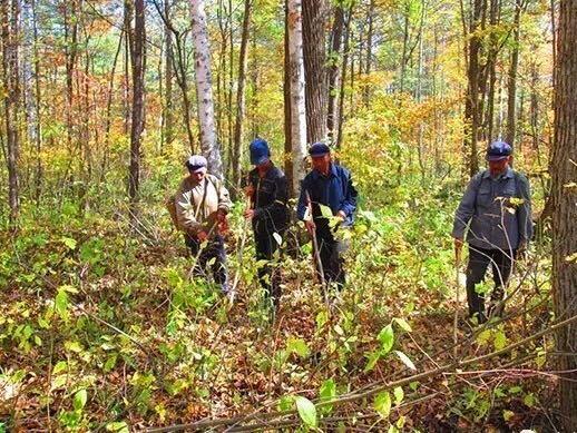 长白山千年人参之谜,长白山千年野人参