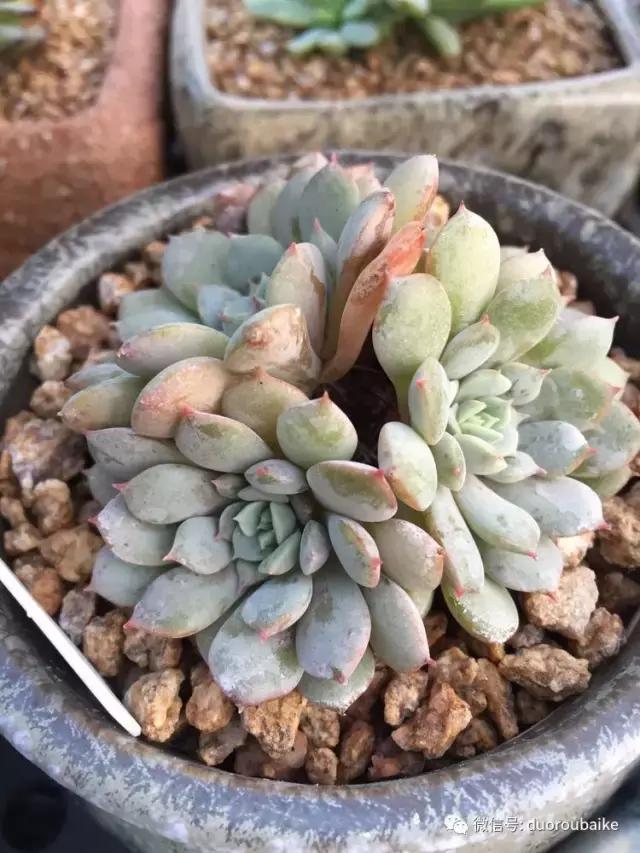 没有暖气的包邮区,肉肉照样美美的!