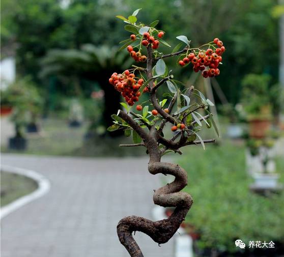 过年观赏花的盆栽,观果花卉盆栽大全