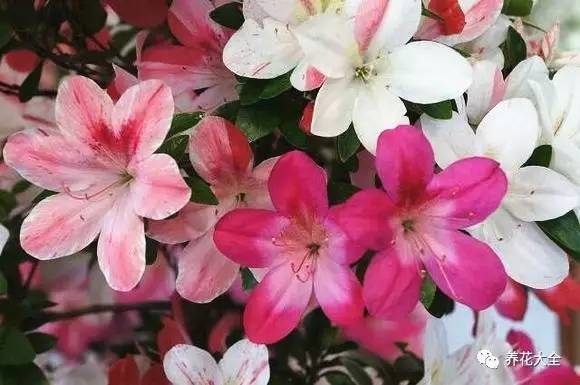 最美大杜鹃花图片,中国最美天然杜鹃花