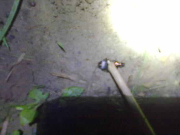 在农村钓鱼用什么虫子,农村钓鱼用什么饵料最好