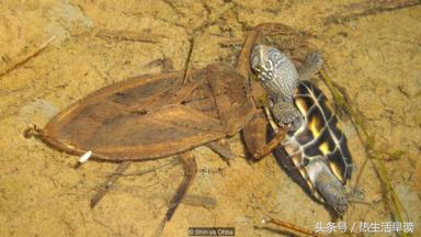 蜘蛛吃巨蛇剩下皮,蜘蛛吃了彼得帕克的蜘蛛侠