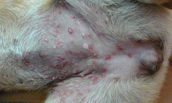 宠物狗皮肤病的治疗方案,宠物狗真菌性皮肤病掉毛正常吗