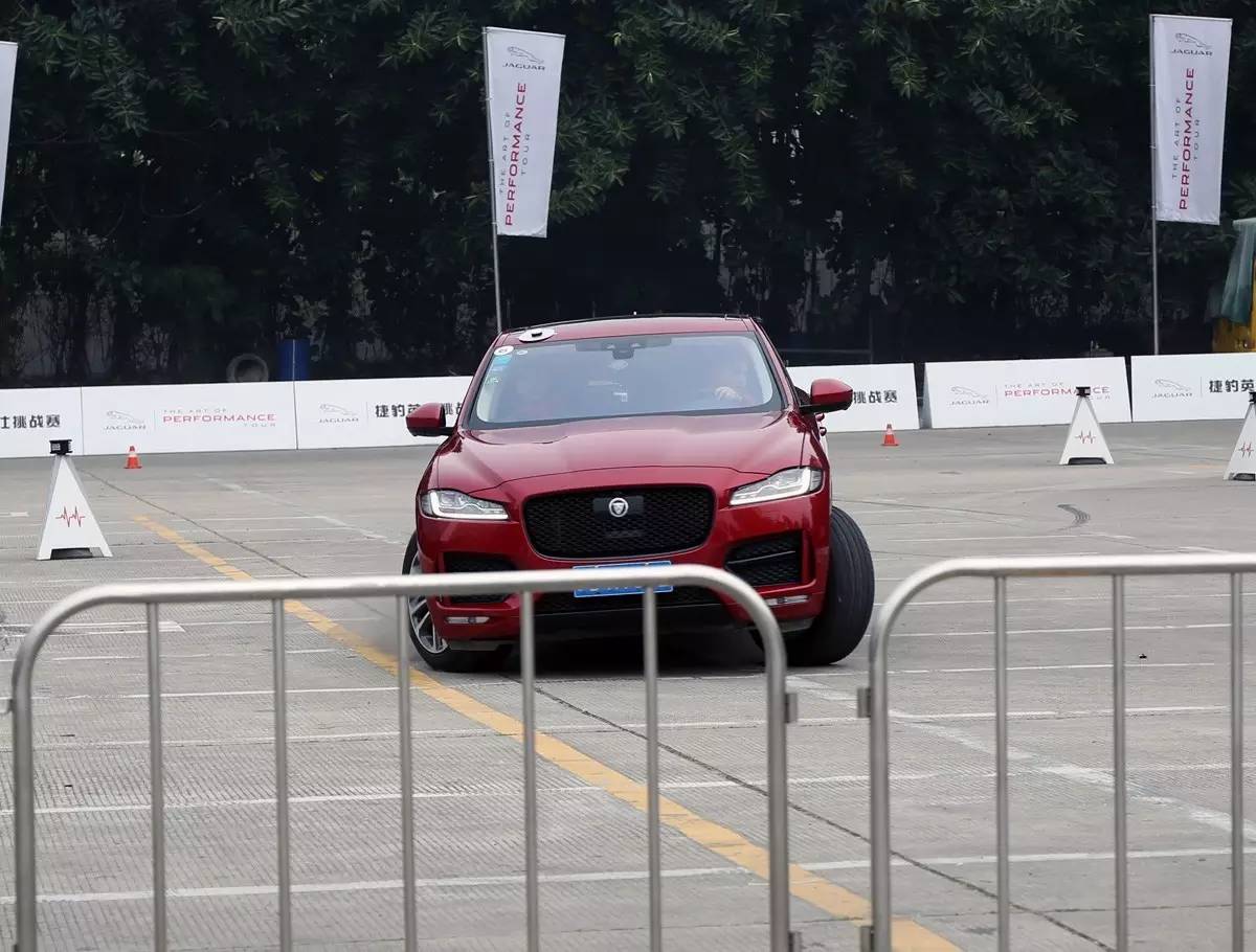 家宠美洲虎,人工饲养的美洲虎