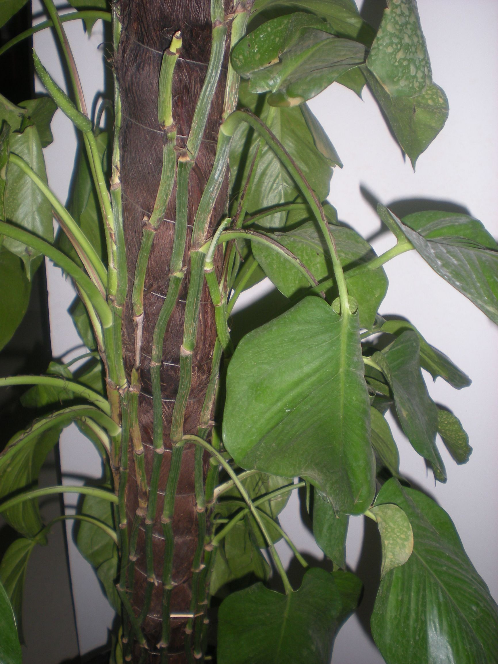 绿萝叶子发焦什么原因怎么办,绿萝叶子发卷是怎么回事