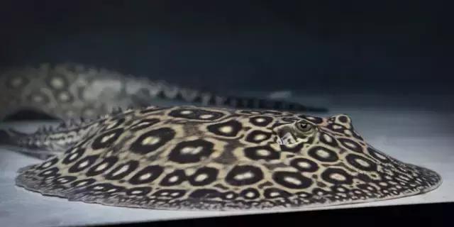 养罗汉鱼侧滤和上滤哪个效果好,双边侧滤鱼缸怎么过滤