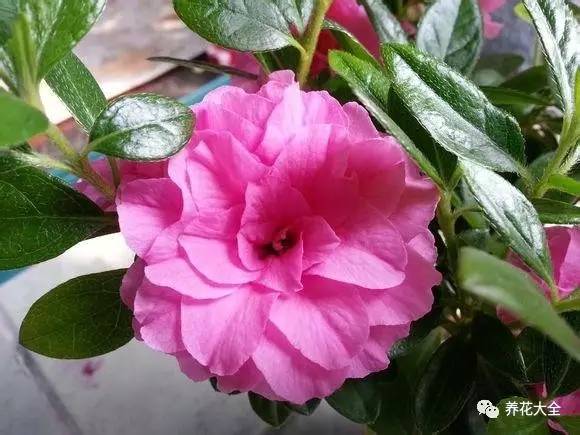 最美大杜鹃花图片,中国最美天然杜鹃花