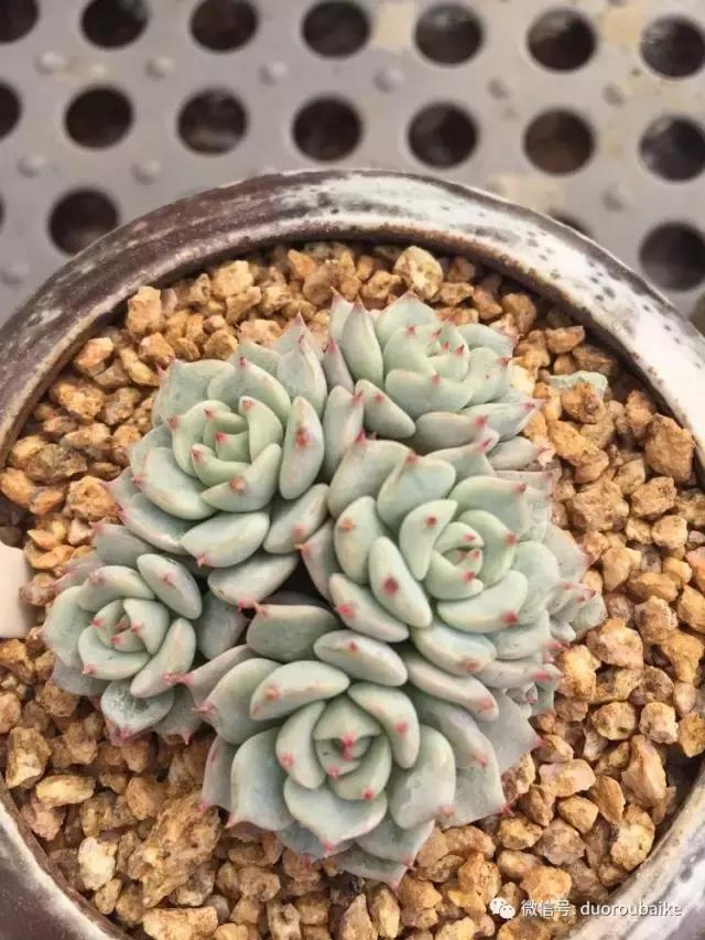 没有暖气的包邮区,肉肉照样美美的!