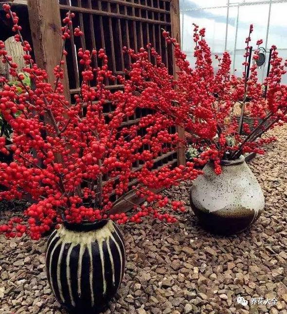 过年观赏花的盆栽,观果花卉盆栽大全