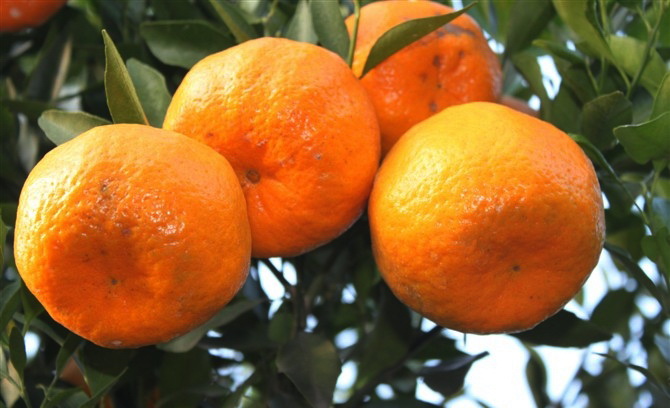 蒲江耙耙柑啥时候采摘最好,现在蒲江县耙耙柑产地行情走势