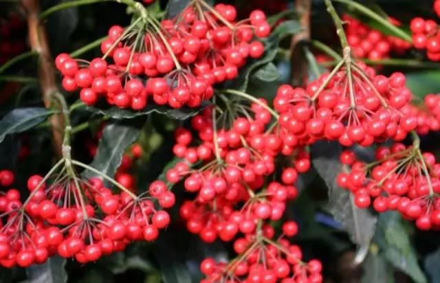 富贵子冬天会黄叶落叶,富贵籽怎么养不黄叶落叶