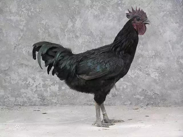 福建汀州土特产,福建零食特产有哪些