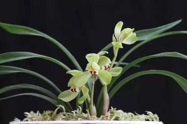 福建汀州土特产,福建零食特产有哪些