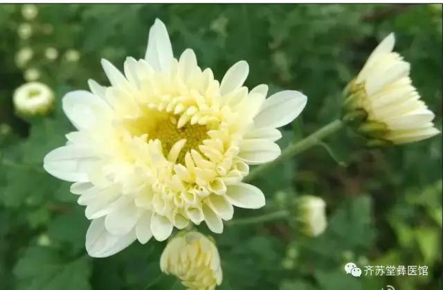 各种菊花的不同功效,菊花的功效各不同别用错了