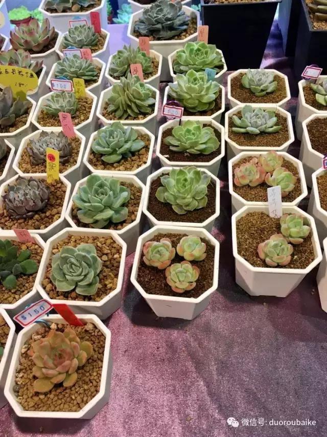 台湾寻肉之旅：小玲带你逛春节的台北花市！