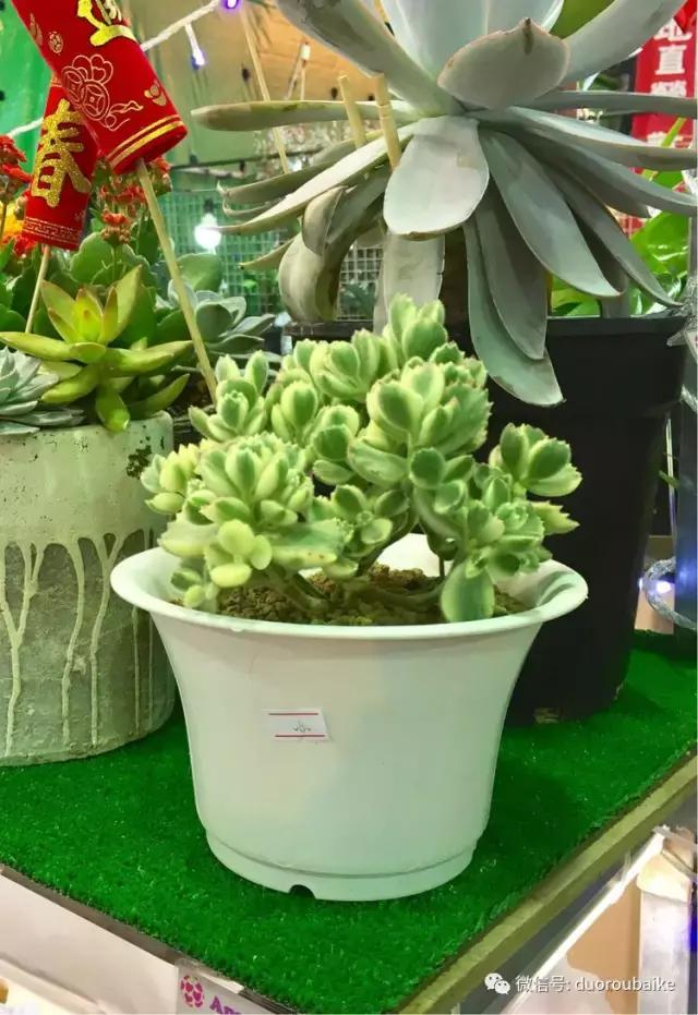 台湾寻肉之旅：小玲带你逛春节的台北花市！