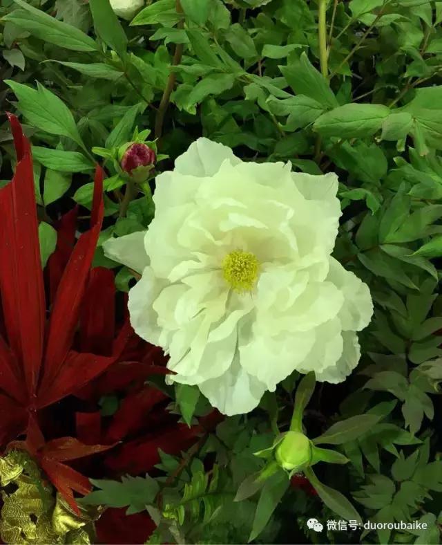 台湾寻肉之旅：小玲带你逛春节的台北花市！