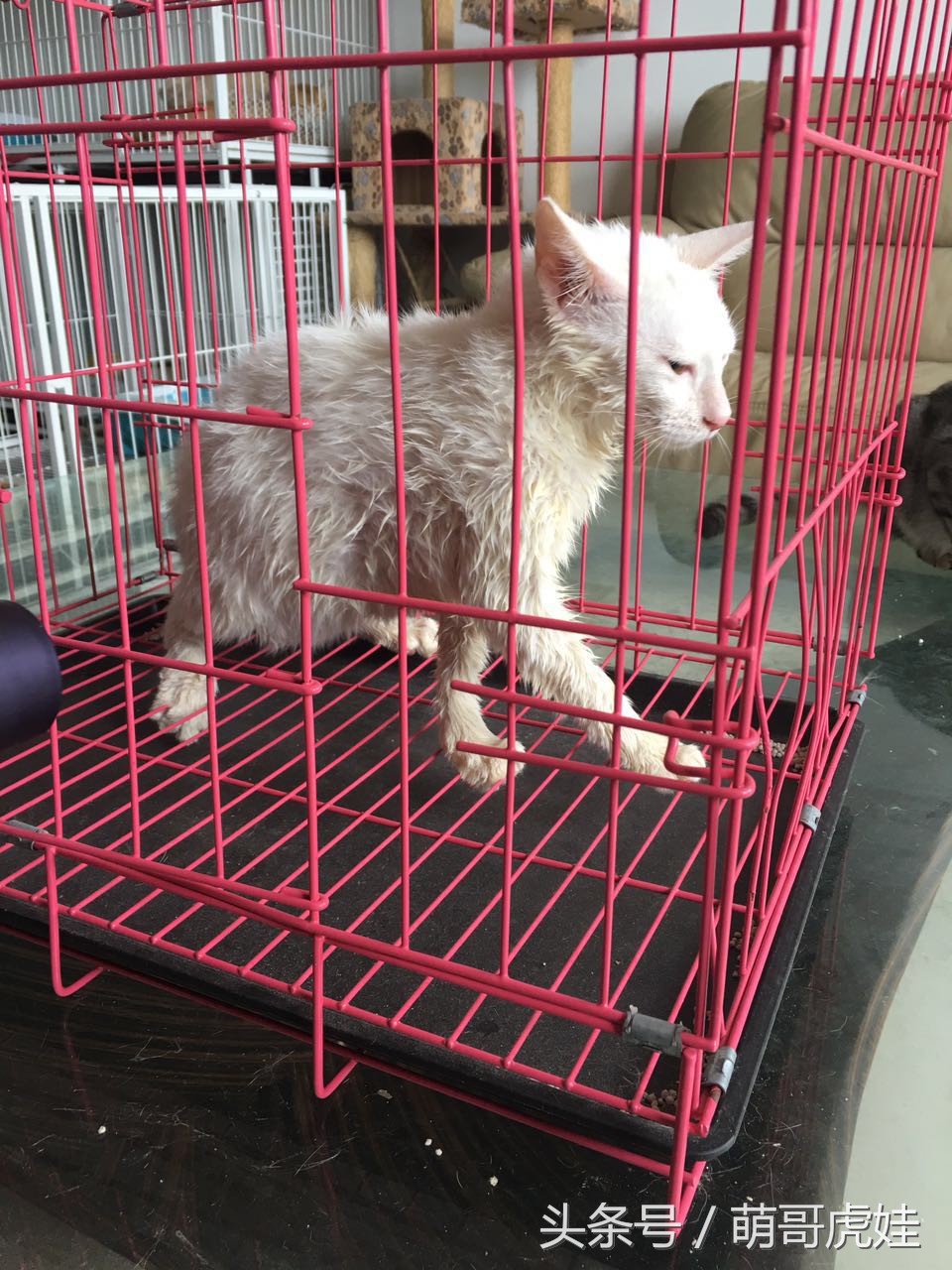猫咪洗完澡不吹毛怎么办,猫咪洗完澡不喜欢吹风机怎么办
