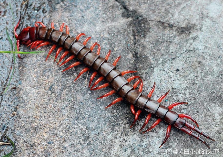 民间蜈蚣成精,蜈蚣成精怎么救人