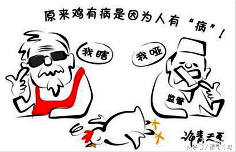 鸡病诊断与防治图谱,鸡病快速判断处理方法大全图解