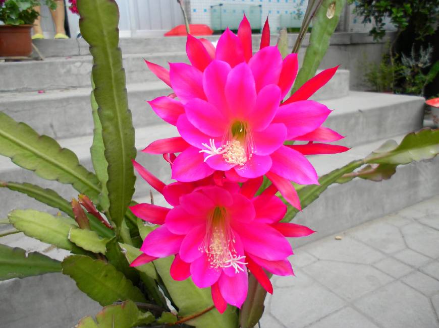 令箭荷花图片大全盆栽,令箭荷花盆栽图片大全