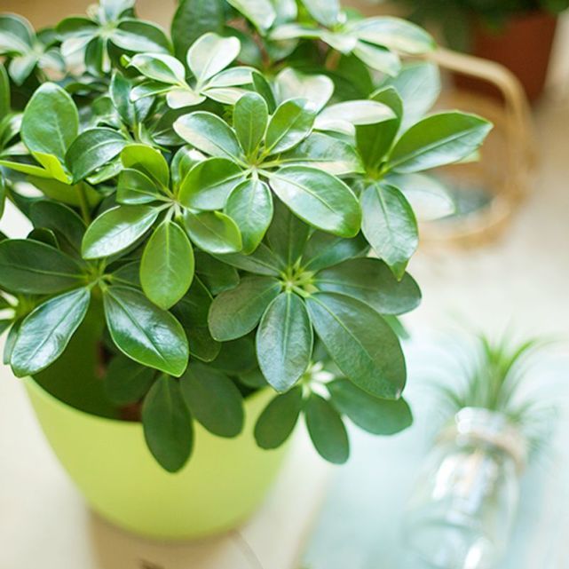 室内养什么花最好能净化空气,室内养什么花助于睡眠