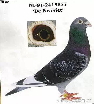 著名赛鸽家杨阿腾,赛鸽血统杨阿腾